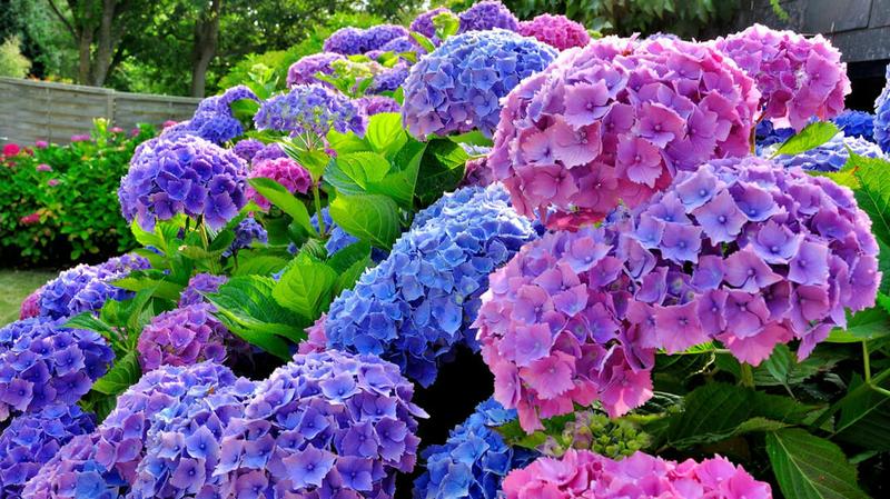 Farbowanie hortensji i kolory kwiatów