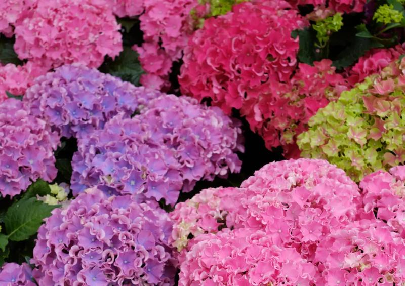 PH gleby a barwa hortensji