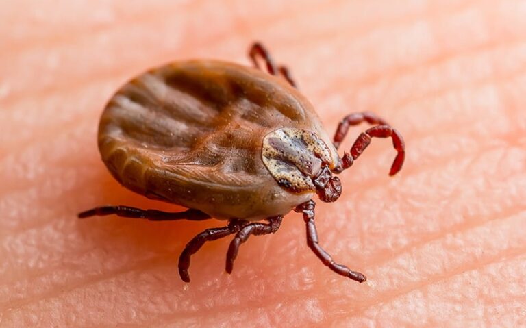 Sezon na kleszcze – domowe sposoby na kleszcze