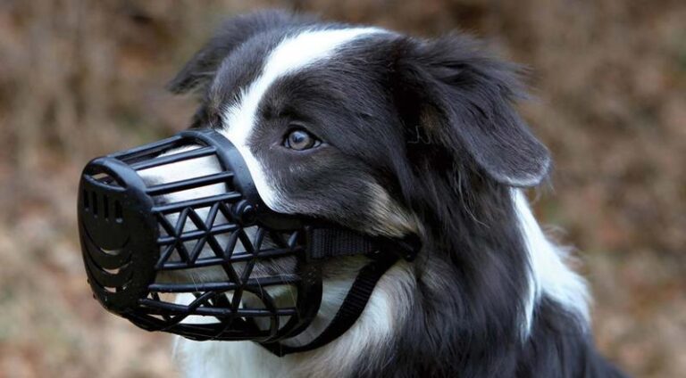 Jak właściwie dobrać rozmiar kagańca dla psa, aby zapewnić mu komfort?