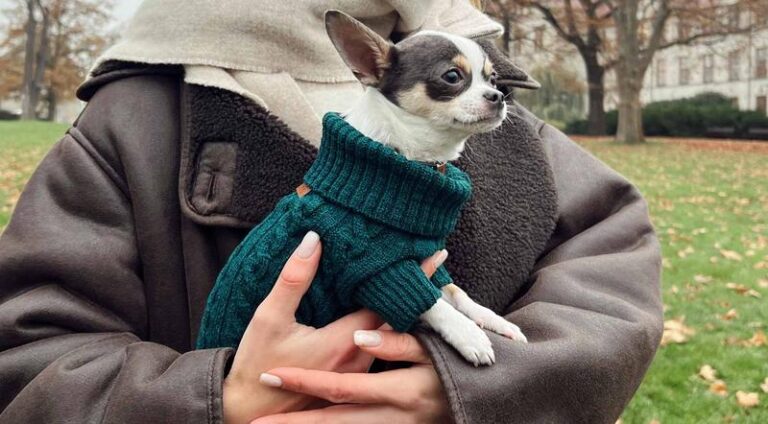 Twój pupilek w cieple – odkryj, jak uszyć sweter dla psa