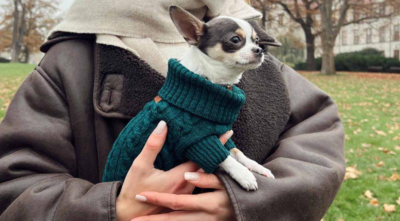 Twój pupilek w cieple – odkryj, jak uszyć sweter dla psa
