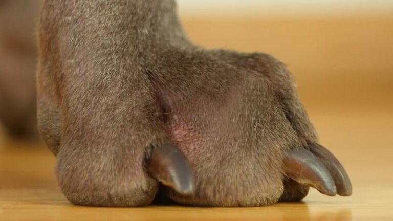 Czy obcinanie paznokci u psa jest konieczne? Praktyczny przewodnik dla właścicieli zwierząt