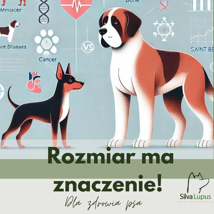 Praktyczny przewodnik: jak dokładnie zmierzyć rozmiar psa?