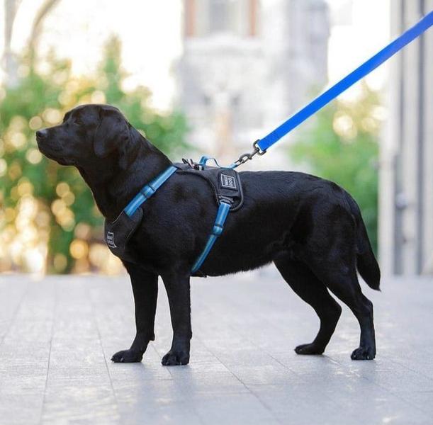 Szelki dla labradora