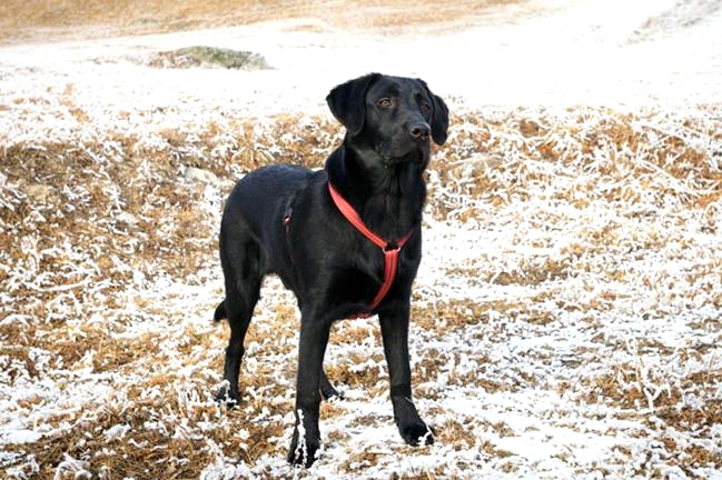 Jak dobrać idealny rozmiar szelek dla labradora?